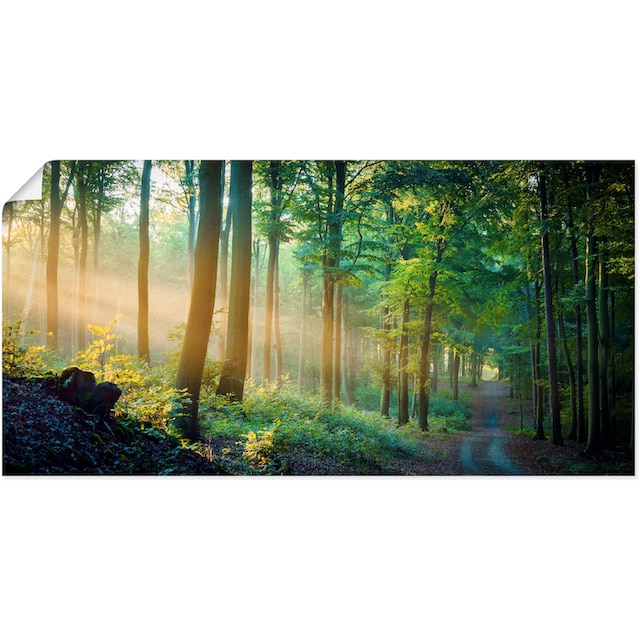 Artland Wandbild »Herbstmorgen im Wald«, Waldbilder, (1 St.), als Alubild,  Leinwandbild, Wandaufkleber oder Poster in versch. Größen online bei OTTO