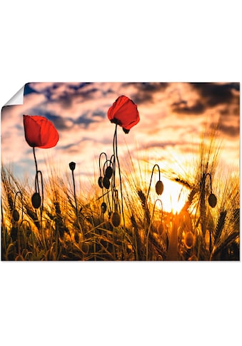 Artland Wandbild »Mohnblumen im Sonnenuntergang«, Blumen, (1 St.), als Alubild,... kaufen