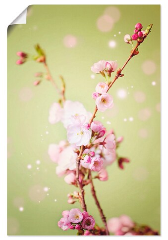 Artland Wandbild »Kirschblütenzweig«, Blumen, (1 St.), als Alubild, Leinwandbild,... kaufen