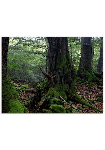 Glasbild »Alte Bäume am Kraterrand«, Wald, (1 St.)