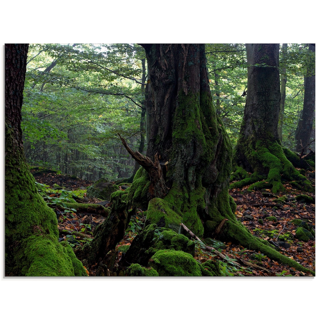 Artland Glasbild »Alte Bäume am Kraterrand«, Wald, (1 St.)
