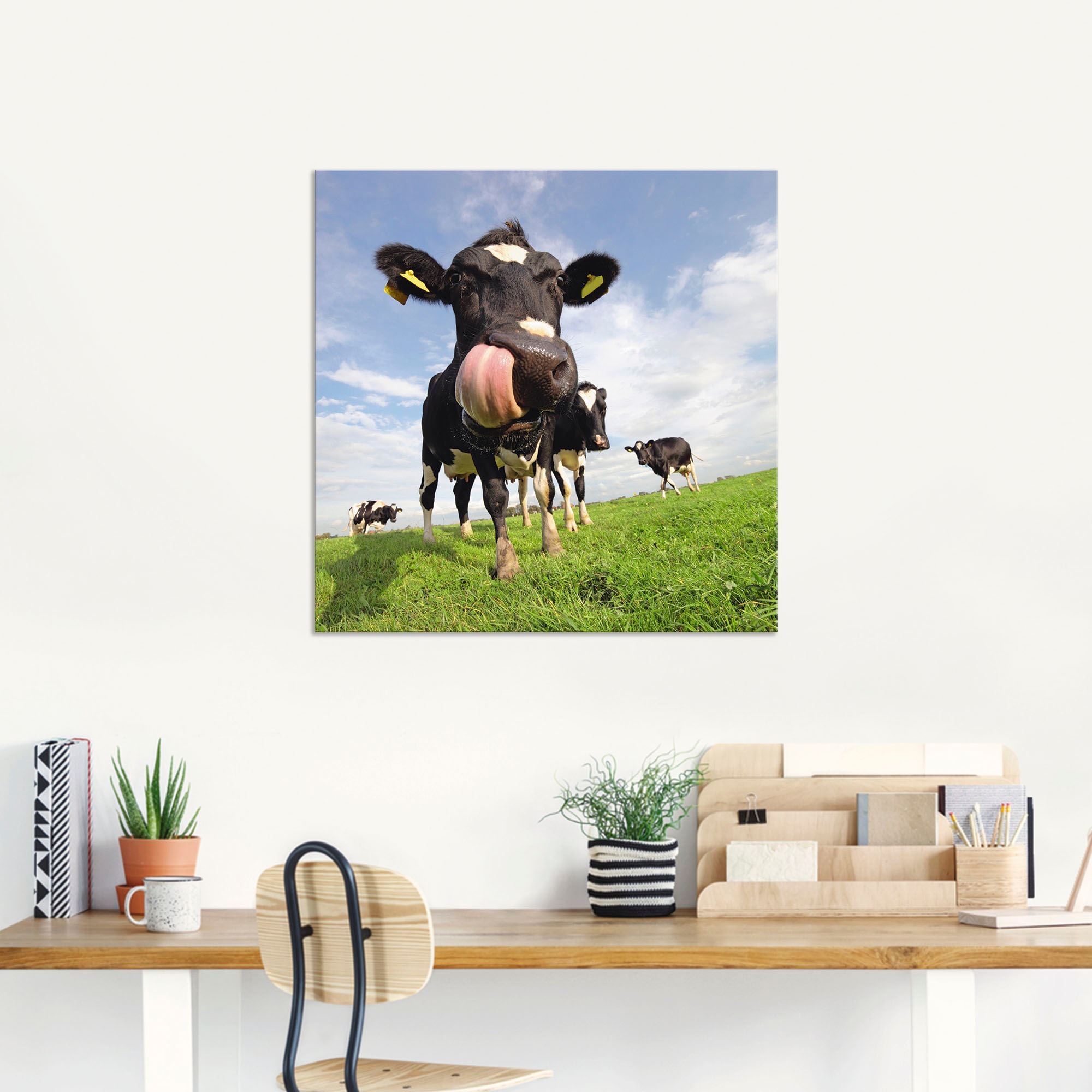 Artland Alu-Dibond-Druck »Holstein-Kuh mit gewaltiger Zunge« Haustiere 1 Stk. tlg. für Innen- und Außenbereich geeignet, Outdoorbild