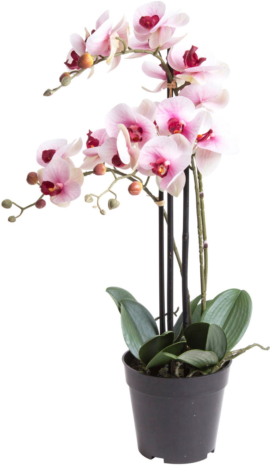 »Orchidee (1 Kunstorchidee St.) bei Botanic-Haus OTTO Bora«,