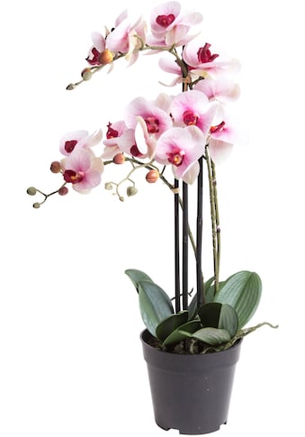 Kunstorchidee »Orchidee Bora«