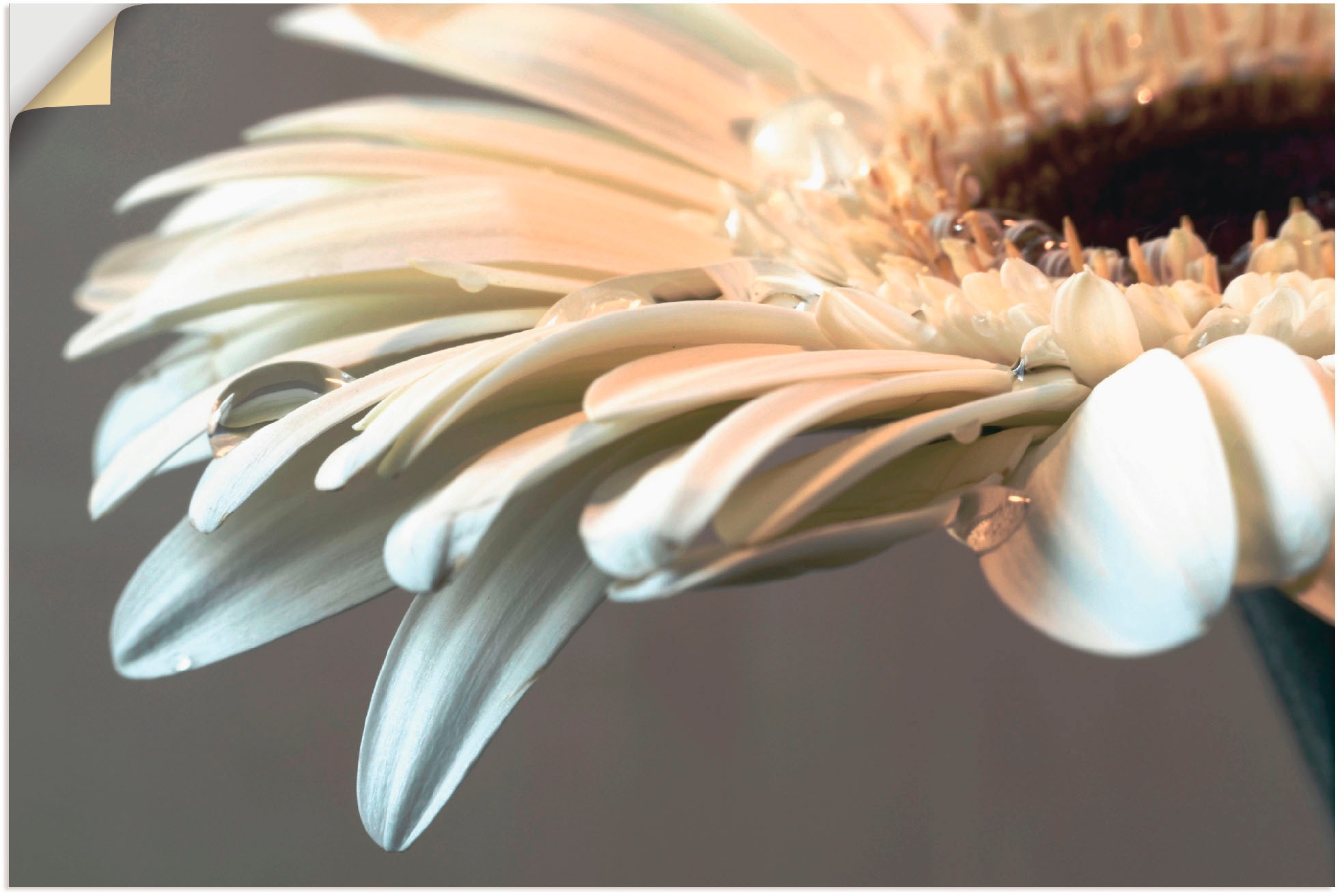 Artland Wandbild »Blüte einer Gerbera«, Blumen, (1 St.), in vielen Größen & Produktarten - Alubild / Outdoorbild für den Außenbereich, Leinwandbild, Poster, Wandaufkleber / Wandtattoo auch für Badezimmer geeignet