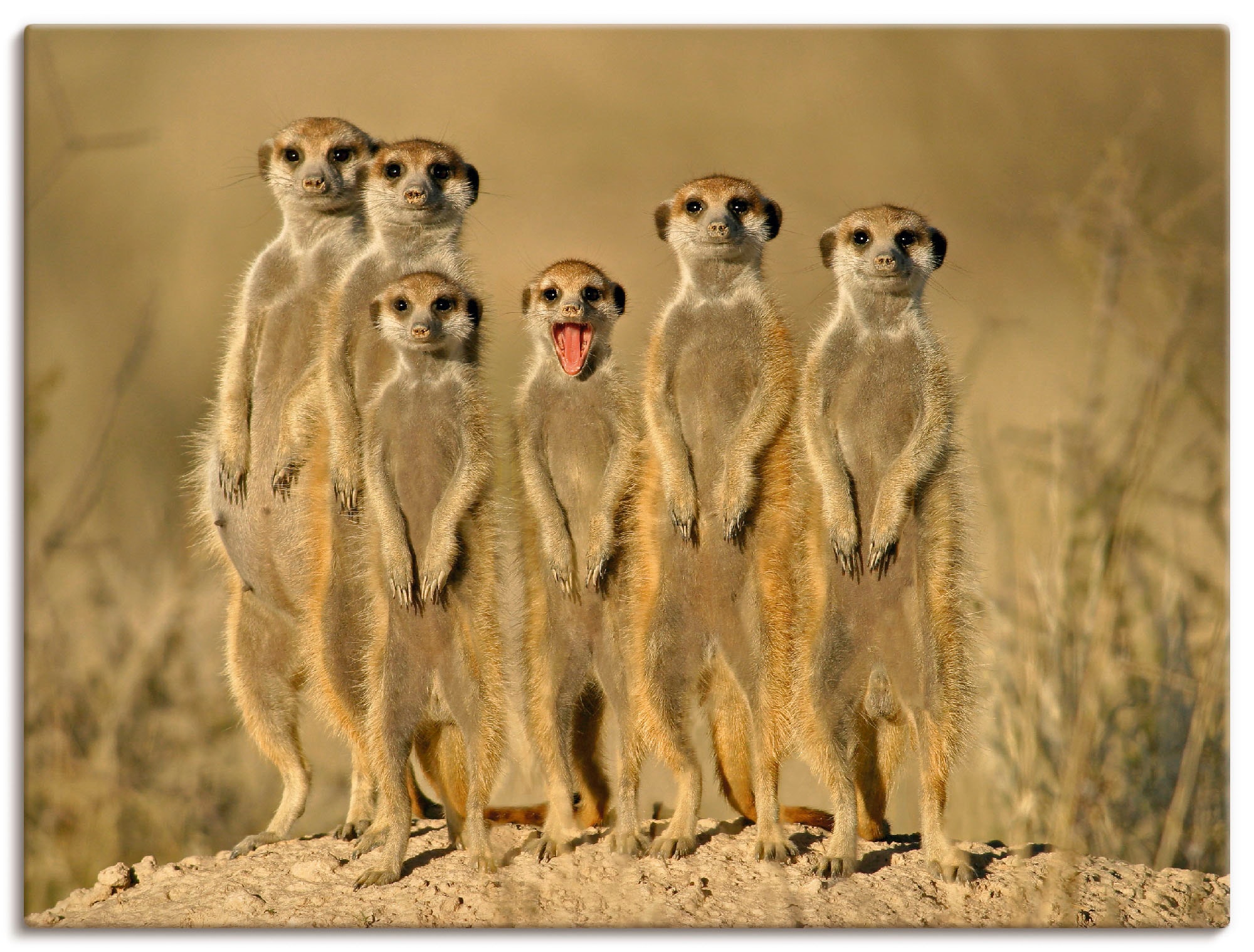 Artland Wandbild St.) (1 Wildtiere, bei online Familie«, OTTO »Erdmännchen kaufen