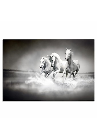 Home affaire Acrylglasbild »Pferde«, 60/40 cm kaufen
