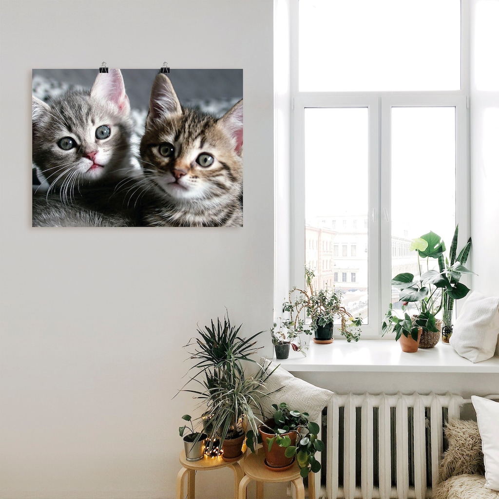 Artland Wandbild »Katze«, Haustiere, (1 St.)