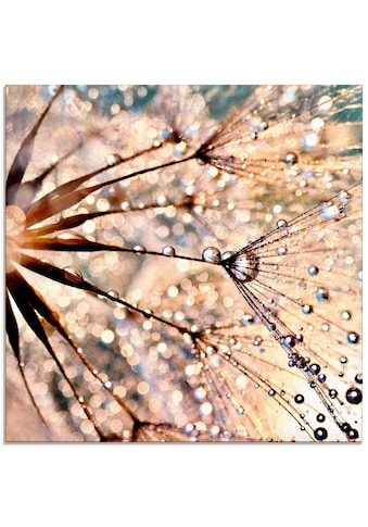 Artland Glasbild »Pusteblume - Kisses from rain«, Blumen, (1 St.) kaufen