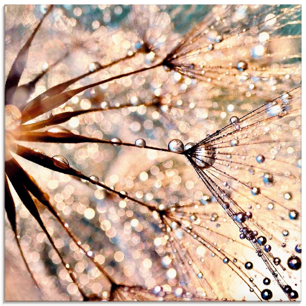 Artland Glasbild »Pusteblume - Kisses from rain«, Blumen, (1 St.)