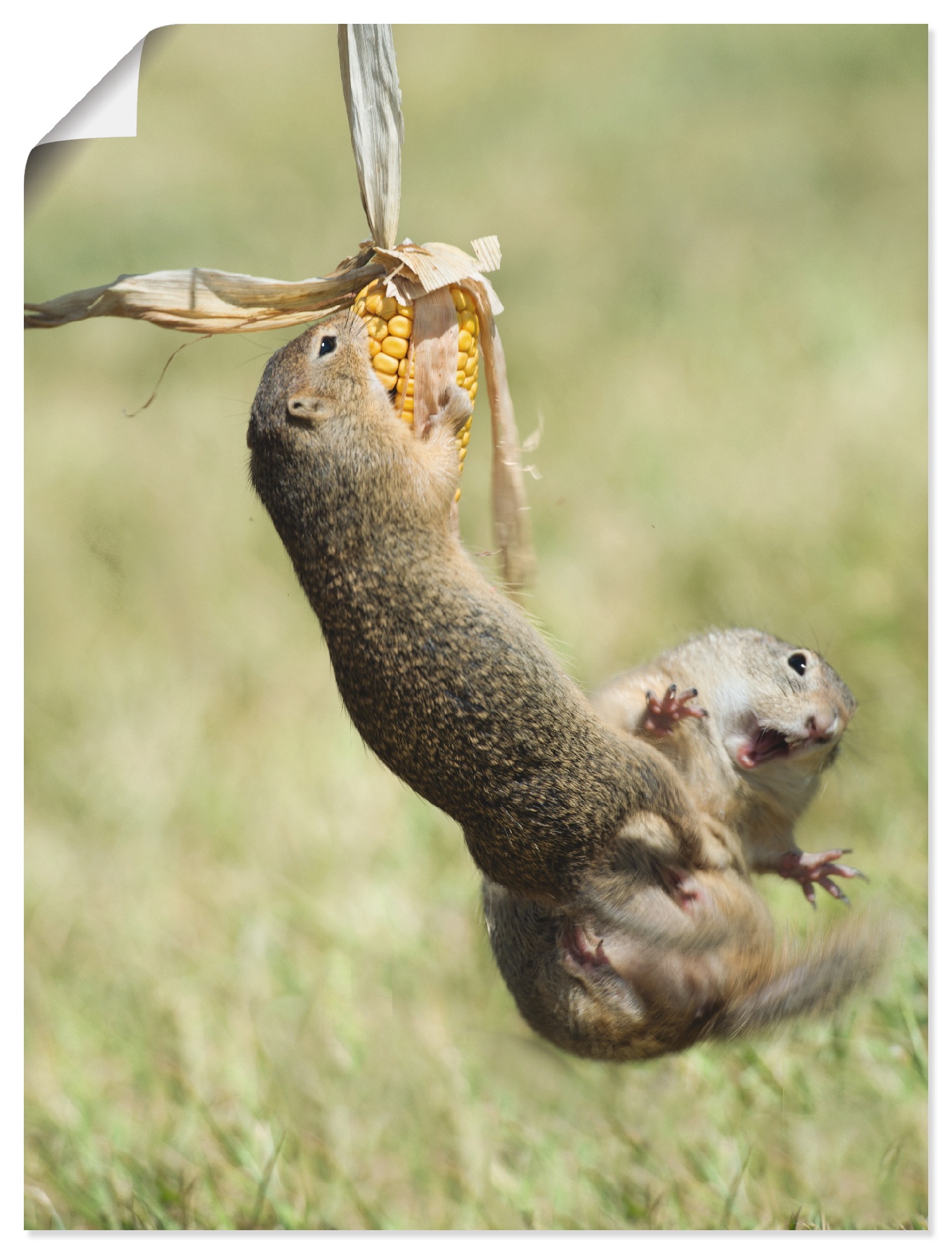 Artland Wandbild »Europäische Ziesel 2«, Wildtiere, (1 St.), in vielen Größen & Produktarten - Alubild / Outdoorbild für den Außenbereich, Leinwandbild, Poster, Wandaufkleber / Wandtattoo auch für Badezimmer geeignet