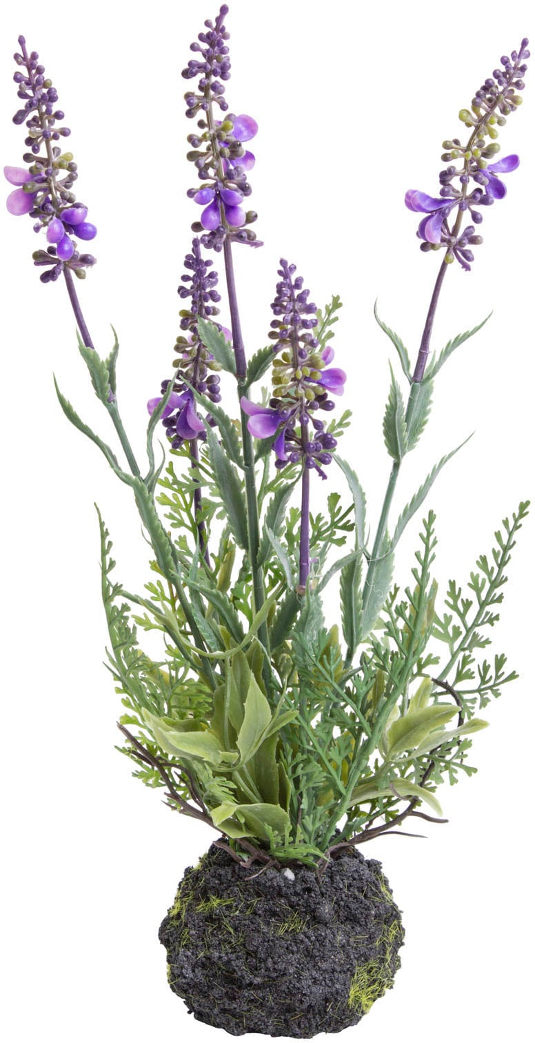 Botanic-Haus Künstliche Zimmerpflanze 2 »Lavendel«, im Online kaufen Shop (Set, St.) OTTO