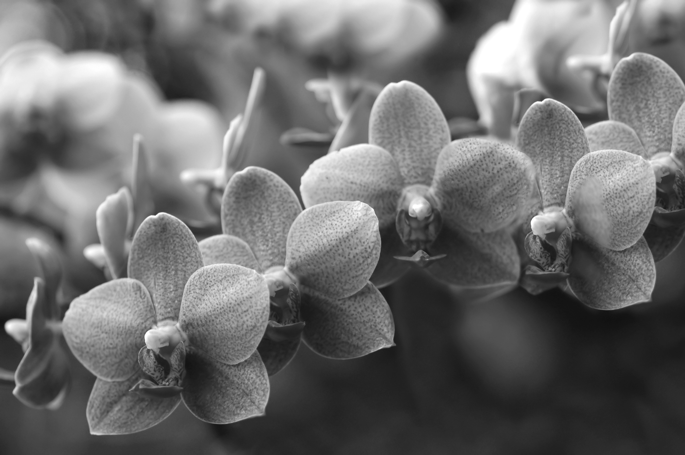 Papermoon Fototapete »Blumen Schwarz & Weiß«, Vliestapete, hochwertiger Digitaldruck, inklusive Kleister