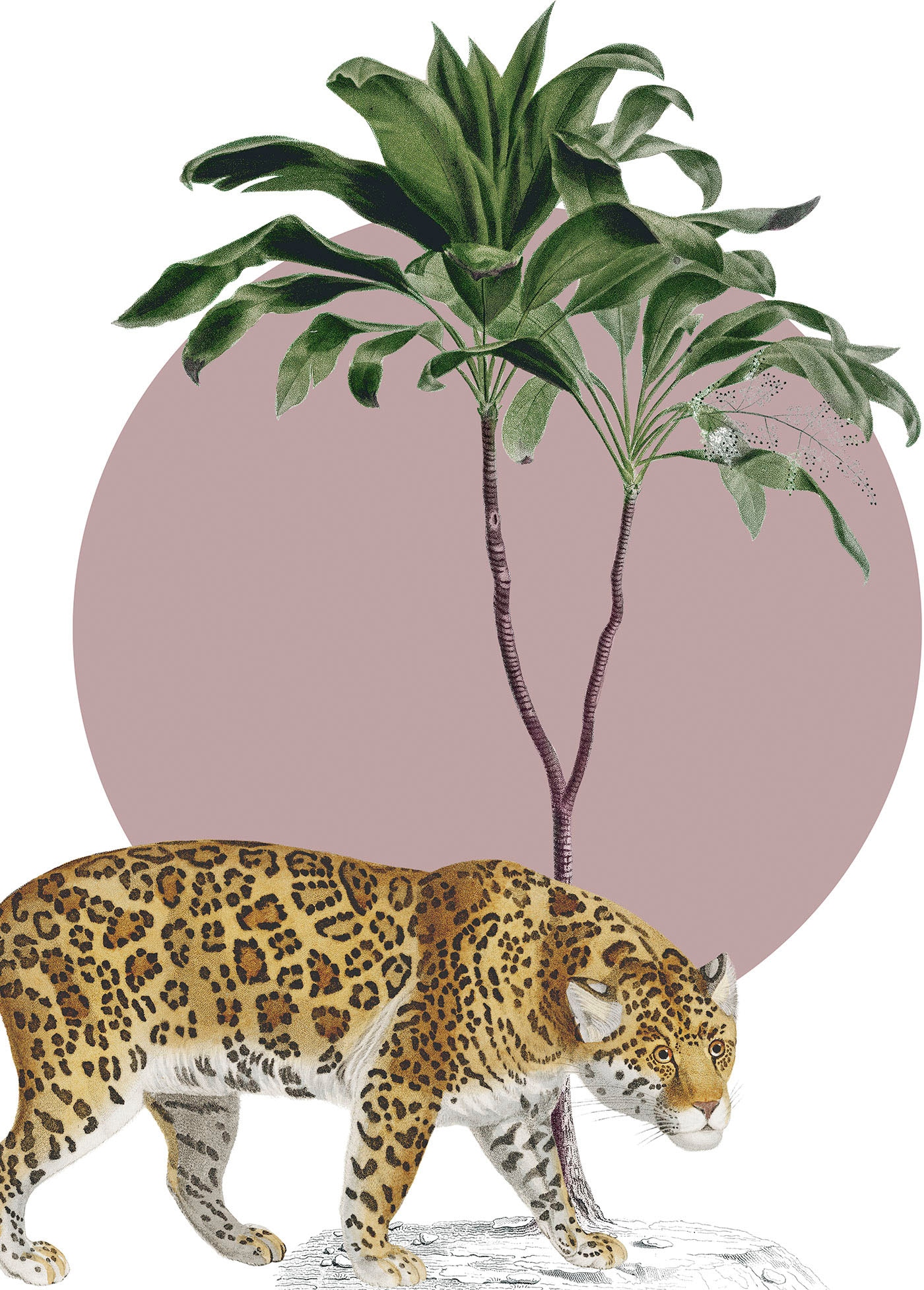 Wandbild »Botanical Garden Jaguar«, (1 St.), Deutsches Premium-Poster Fotopapier mit...