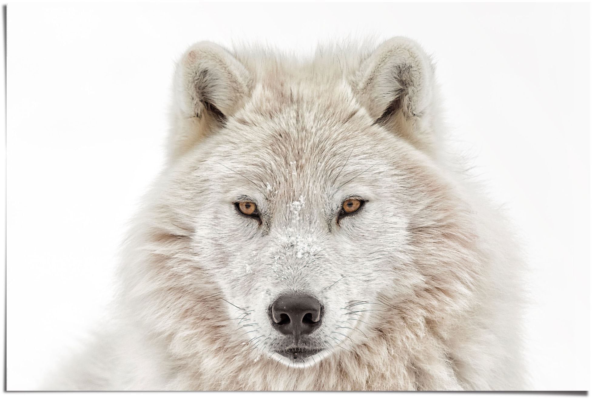 St.) (1 Shop Online Wolf«, Reinders! OTTO im »Weisser Poster