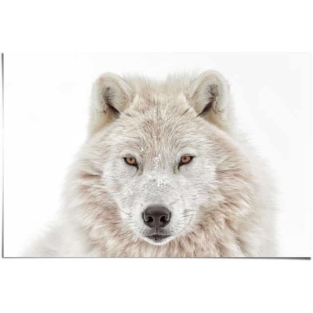 Reinders! Poster »Weisser Wolf«, (1 St.) im OTTO Online Shop