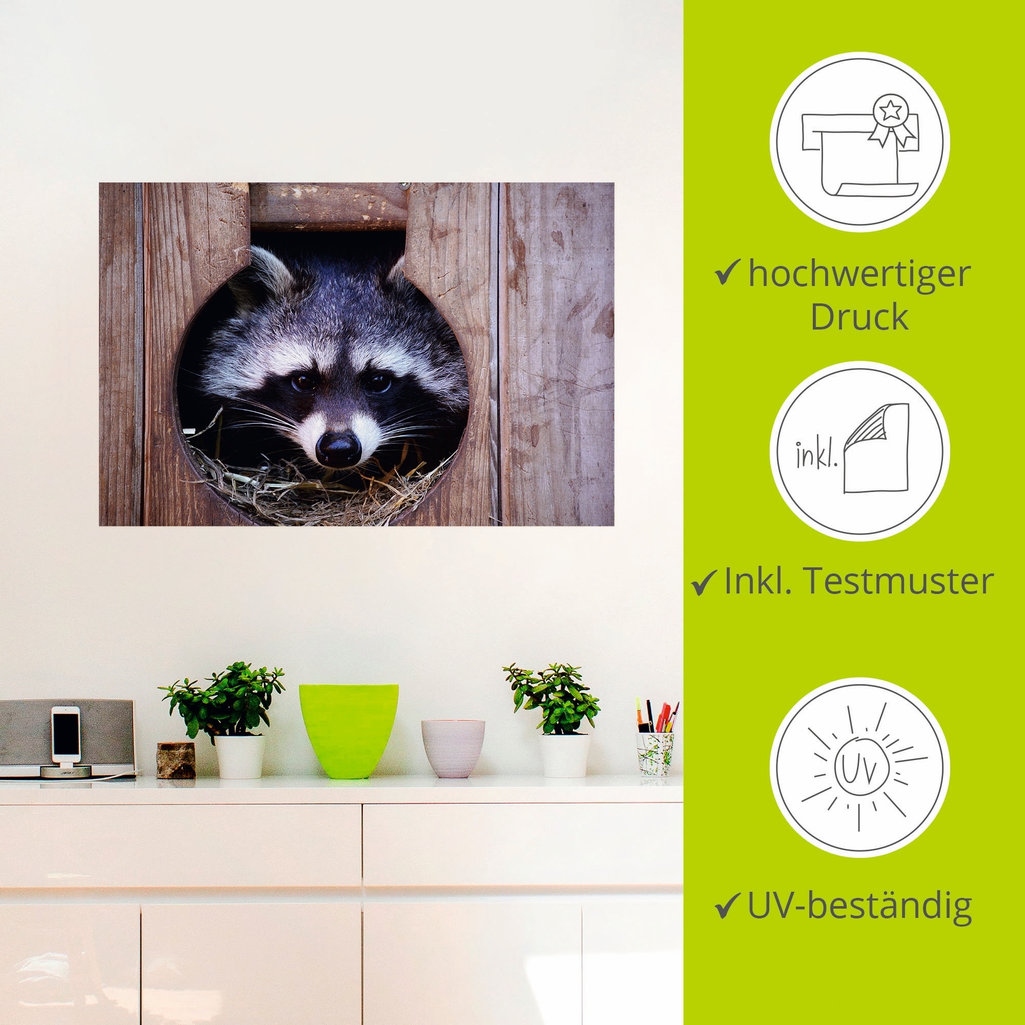 Artland Wandbild »Niedlicher kleiner Waschbär«, Wildtiere, (1 St.), als Leinwandbild, Wandaufkleber in verschied. Größen