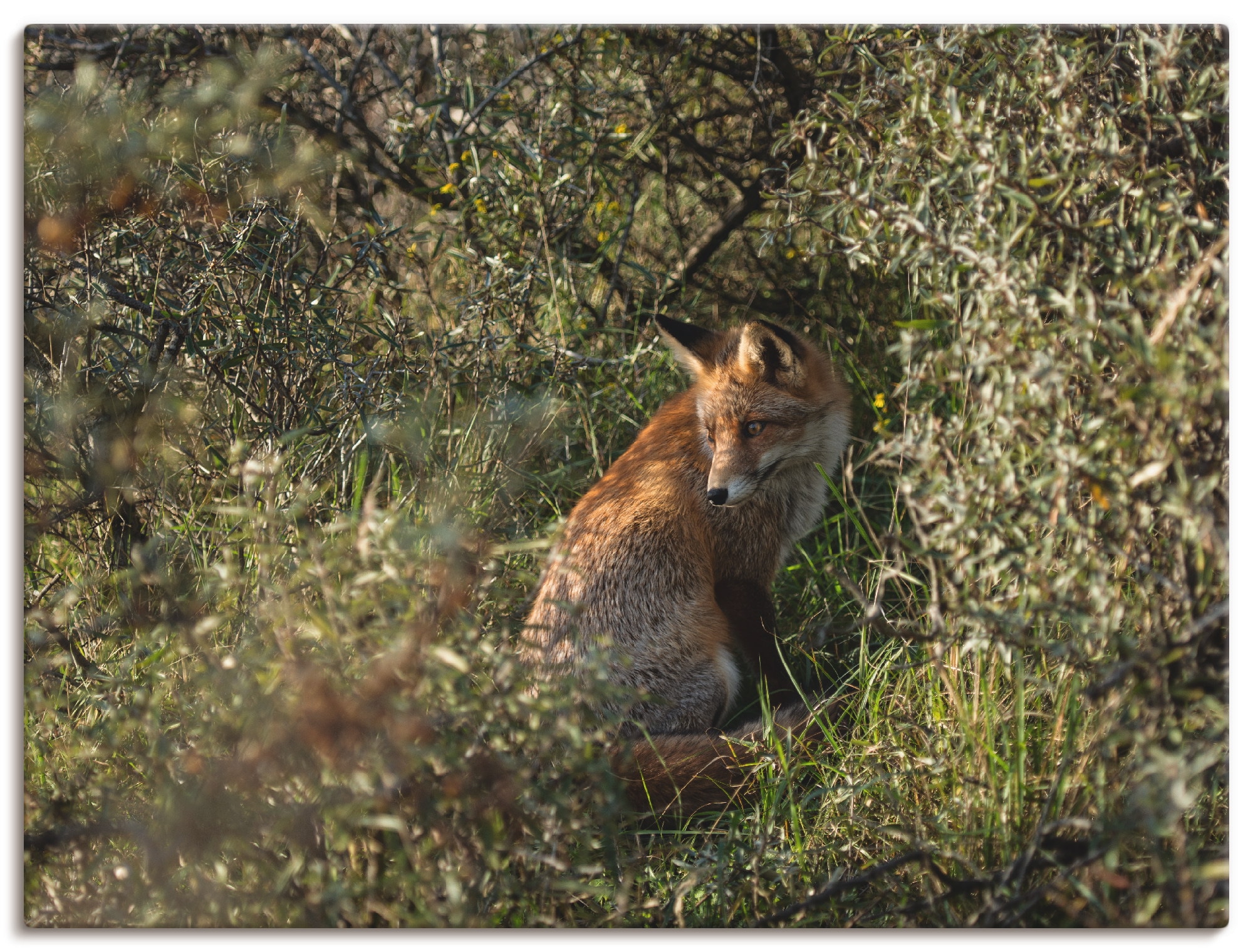 Artland Wandbild »Fuchs II«, Wildtiere, (1 St.), in vielen Größen & Produktarten - Alubild / Outdoorbild für den Außenbereich, Leinwandbild, Poster, Wandaufkleber / Wandtattoo auch für Badezimmer geeignet