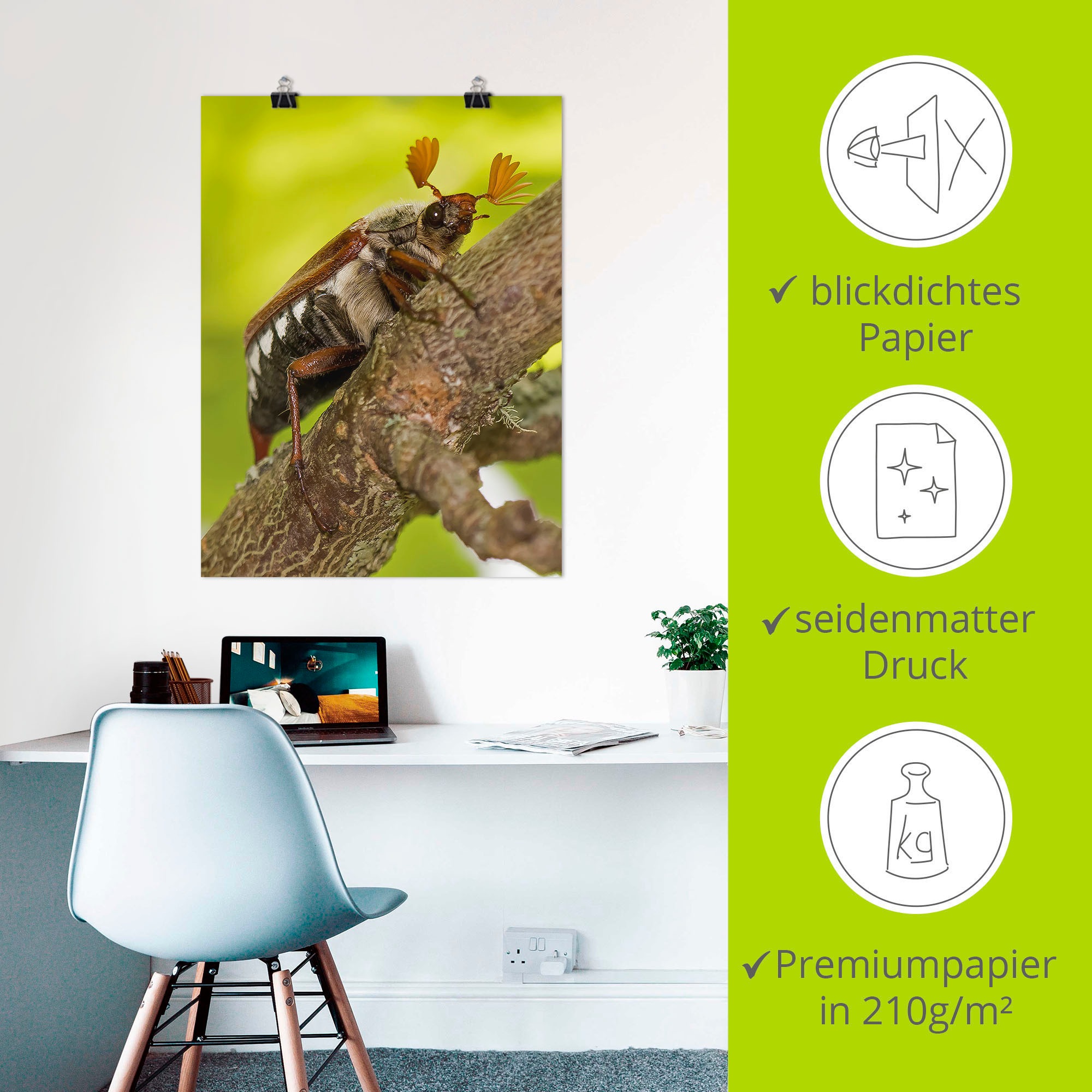 Artland Wandbild »Maikäfer«, Insekten, (1 St.), als Alubild, Leinwandbild,  Wandaufkleber oder Poster in versch. Größen online bei OTTO | Poster