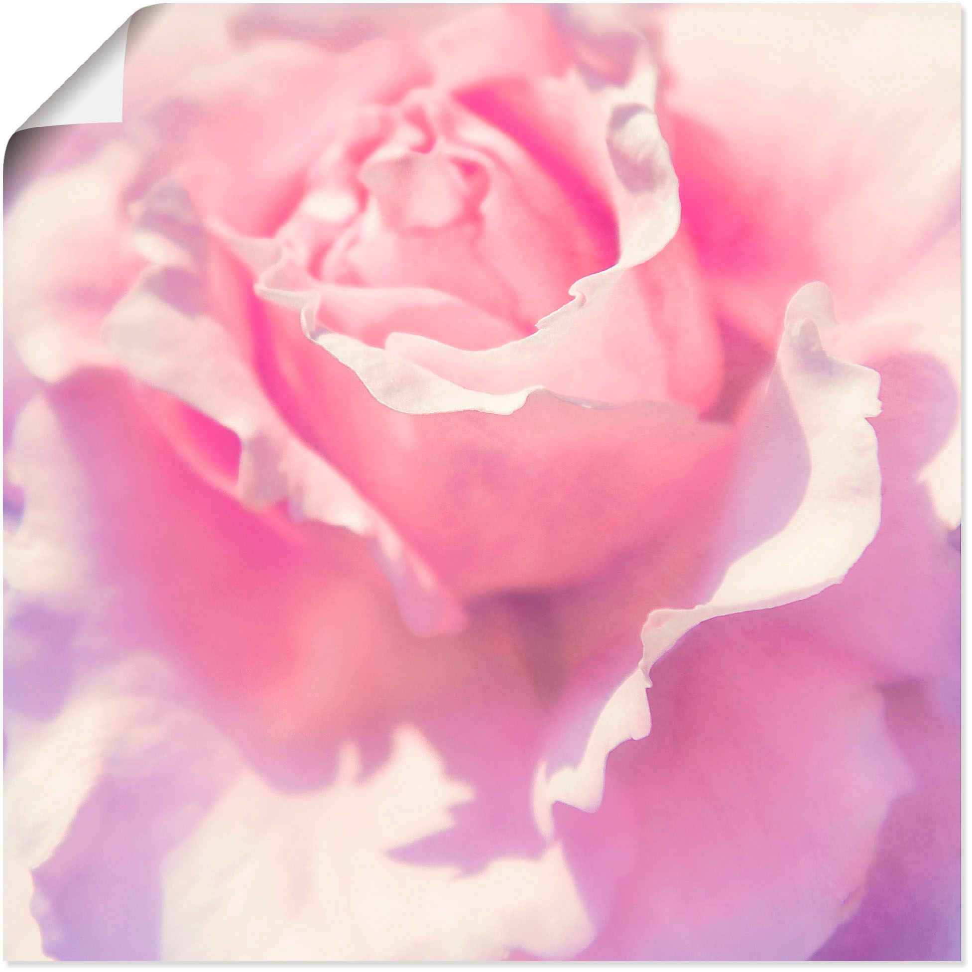 Artland Wandbild »Rosa«, Blumen, (1 St.), in vielen Größen & Produktarten - Alubild / Outdoorbild für den Außenbereich, Leinwandbild, Poster, Wandaufkleber / Wandtattoo auch für Badezimmer geeignet