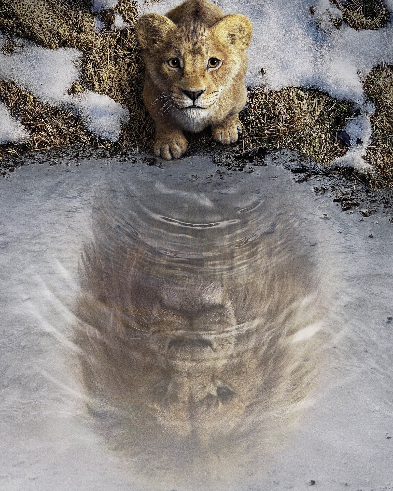 Komar Wandbild »Disney Mufasa The Lion King«, Disney, (Set, 1 St.), 40 x 50 cm (Breite x Höhe) - Kinderzimmer, Dekoration