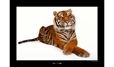 Komar Poster »Sumatran Tiger«, Tiere, Höhe: 30cm kaufen