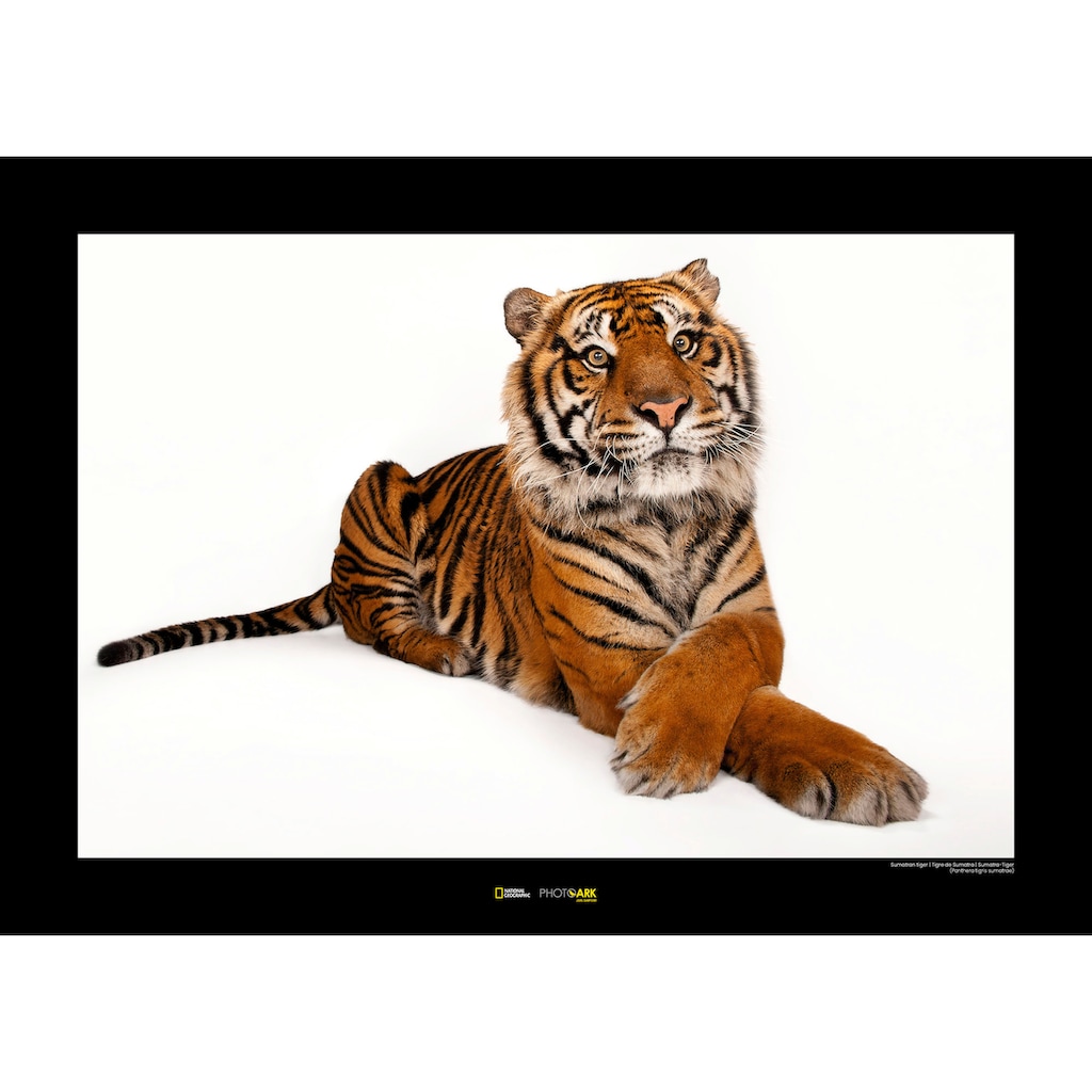Komar Poster »Sumatran Tiger«, Tiere