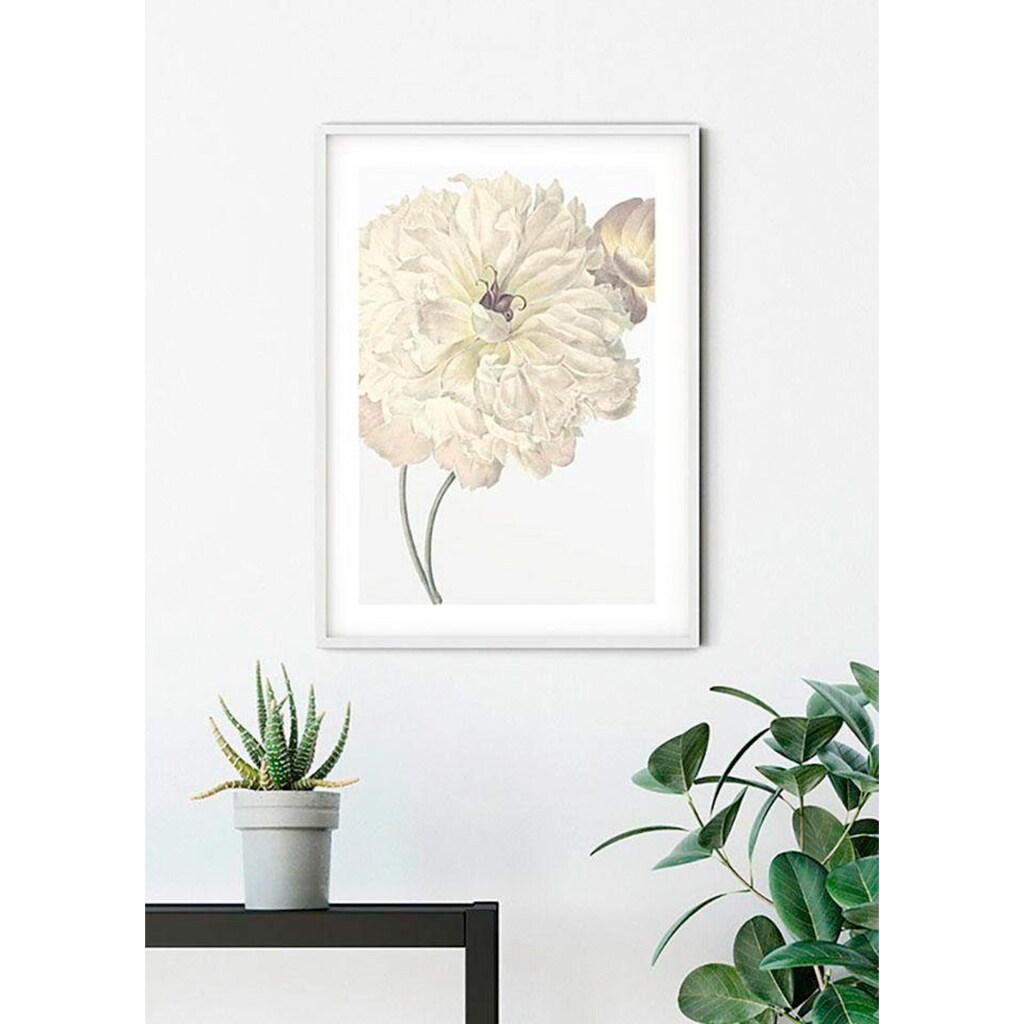 Komar Poster »Illustration Dahlia«, Blumen, Höhe: 70cm