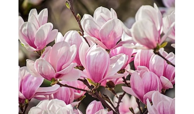 Papermoon Fototapete »Magnolia Flowers« kaufen