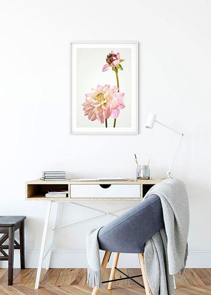 Komar Bild »Dahlia« Blumen 1 Stk. tlg. Wandbild zur Dekoration - ohne Rahmen