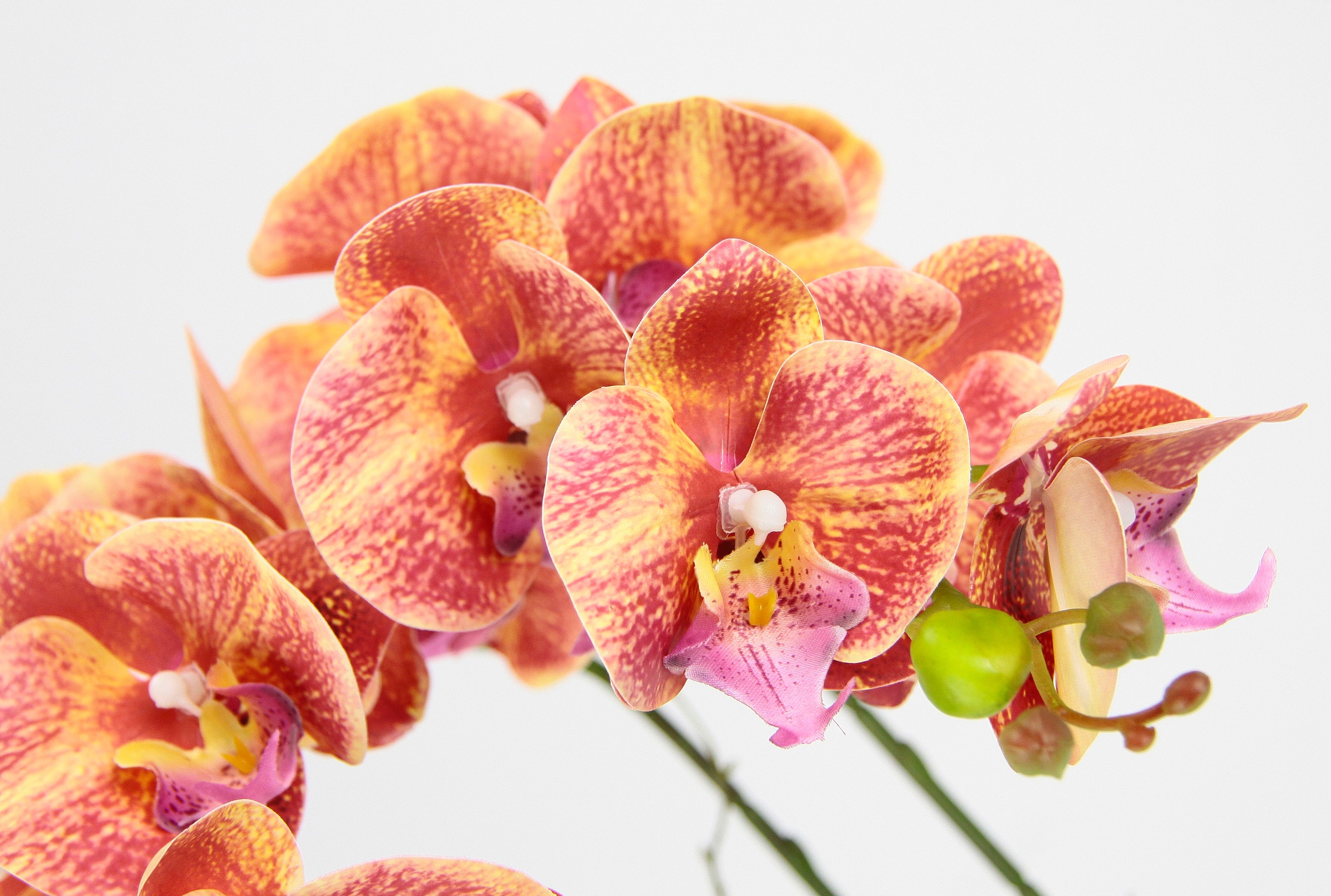 I.GE.A. Kunstblume »Orchidee« Im Topf Phalaenopsis Orchidee Phalaenopsis mit Übertopf Hochzeit