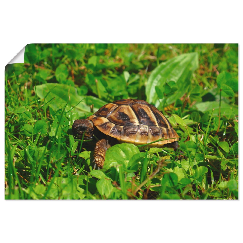 Artland Poster »Griechische Landschildkröten Baby«, Reptilien, (1 St.)