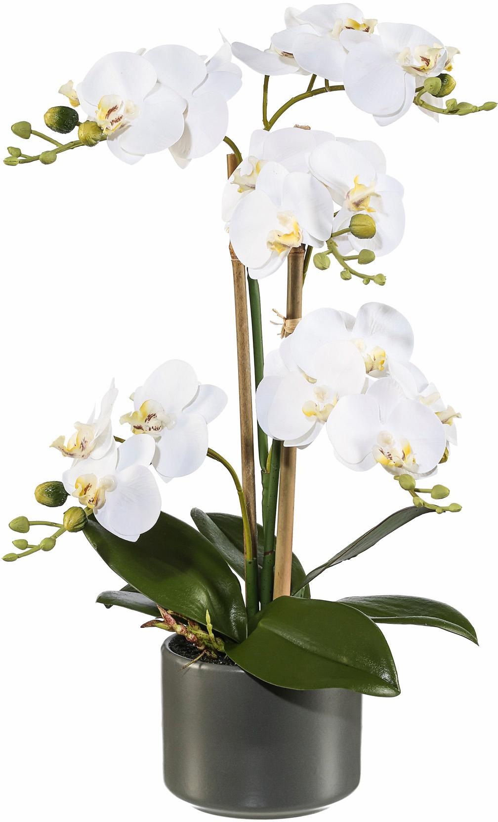 Creativ green Kunstpflanze »Orchidee«, (1 St.) kaufen