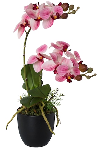 Creativ green Kunstorchidee »Phalaenopsis«, (1 St.), im Kunststofftopf kaufen