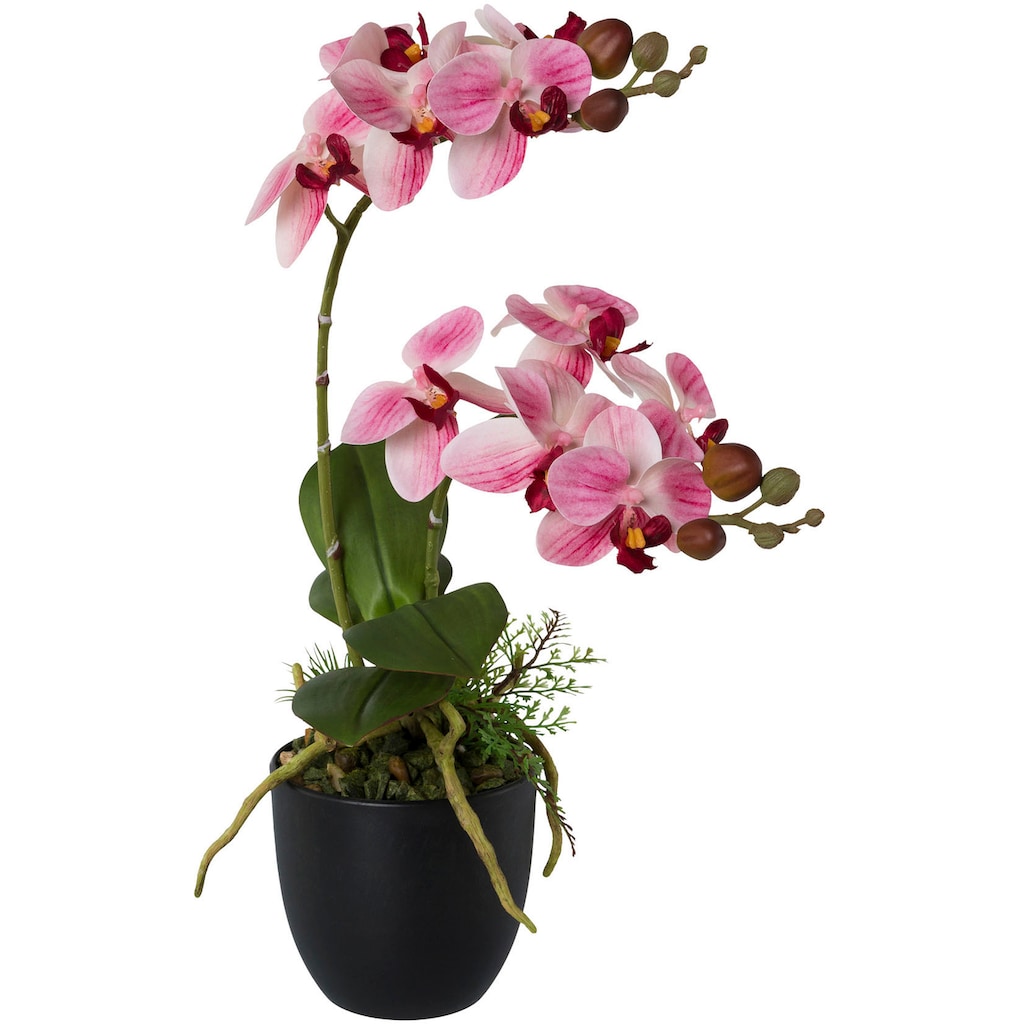 Creativ green Kunstorchidee »Phalaenopsis«