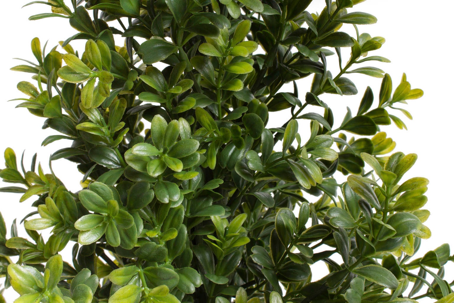 Botanic-Haus Künstliche Zimmerpflanze »Buchsbaum im Topf«, (1 St.) kaufen  im OTTO Online Shop