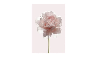 Komar Poster »Rose«, Blumen, Höhe: 70cm kaufen