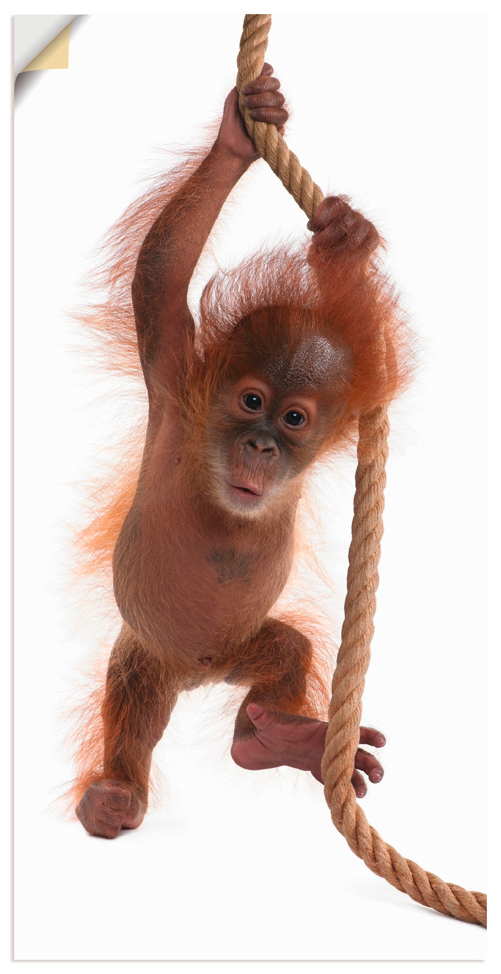 Artland Wandbild »Baby Orang Utan hängt am Seil I«, Wildtiere, (1 St.), in vielen Größen & Produktarten - Alubild / Outdoorbild für den Außenbereich, Leinwandbild, Poster, Wandaufkleber / Wandtattoo auch für Badezimmer geeignet