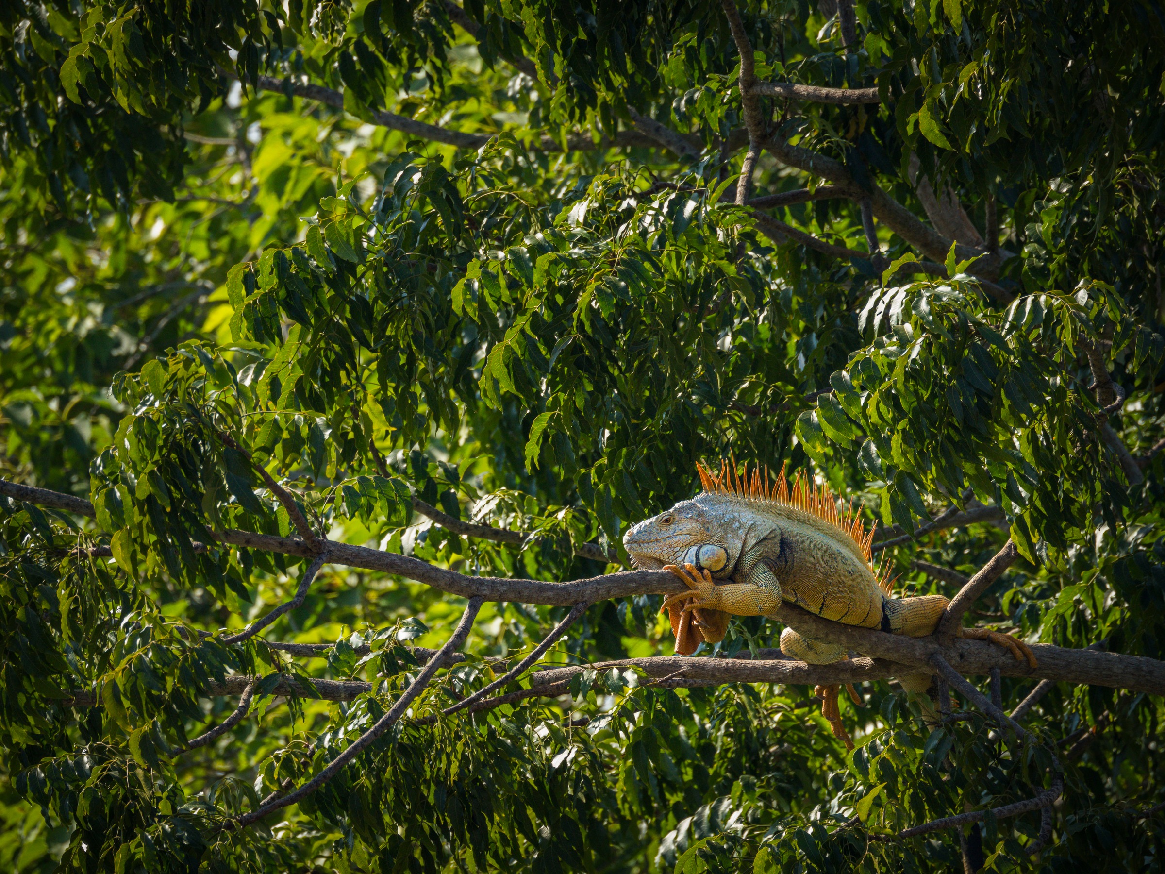 OM SYSTEM Objektiv »M.Zuiko Digital ED 100-400mm F5.0-6.3 IS II«