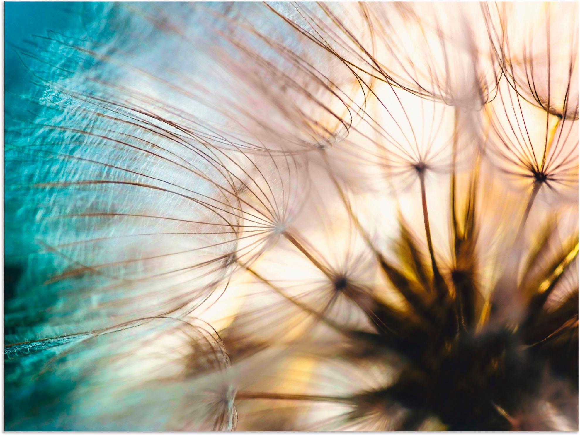 Artland Wandbild »Pusteblume Makro abstrakt«, Blumen, (1 St.), in vielen Größen & Produktarten - Alubild / Outdoorbild für den Außenbereich, Leinwandbild, Poster, Wandaufkleber / Wandtattoo auch für Badezimmer geeignet