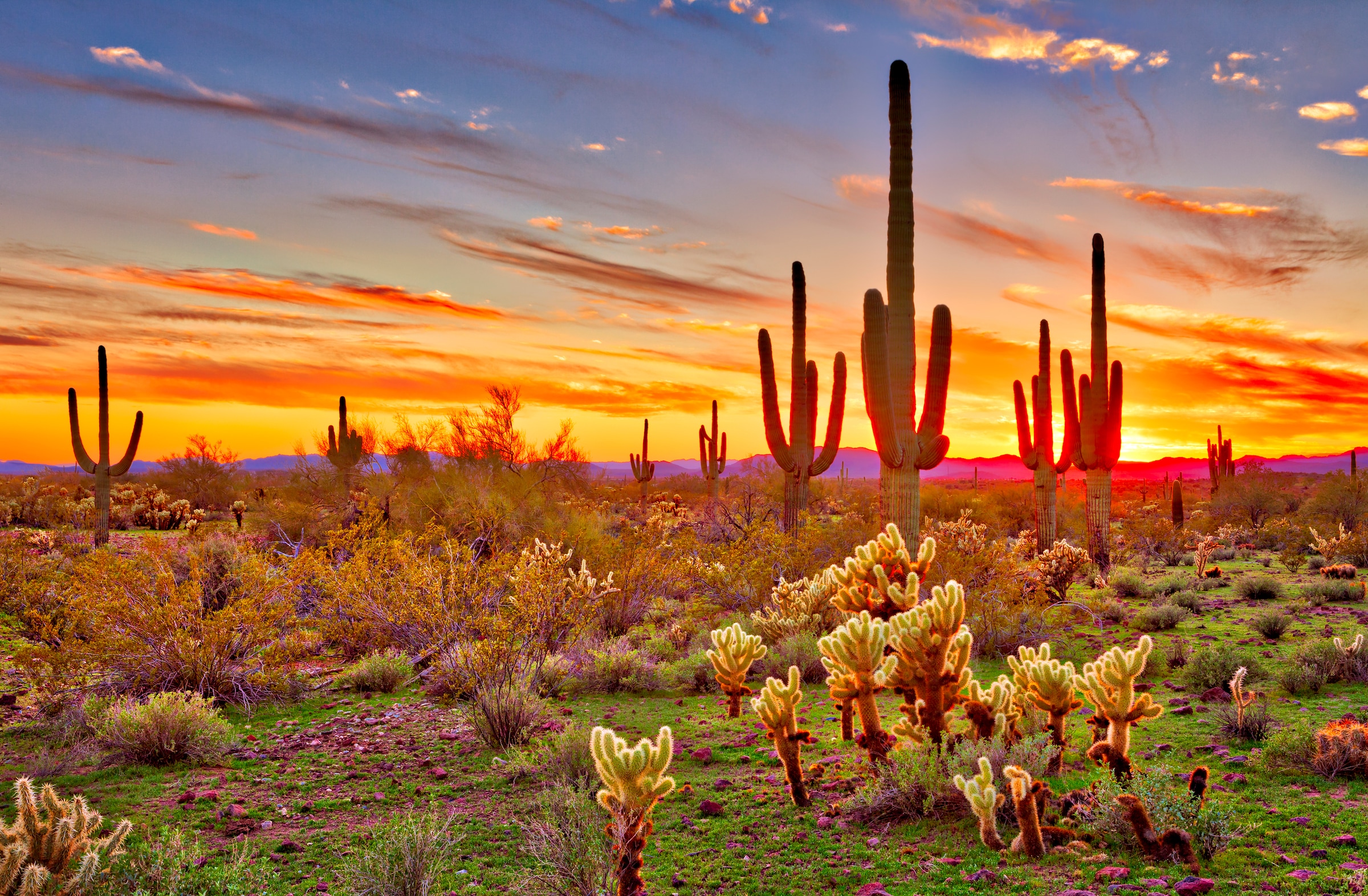 Fototapete »Saguaros Sunset Phoenix«