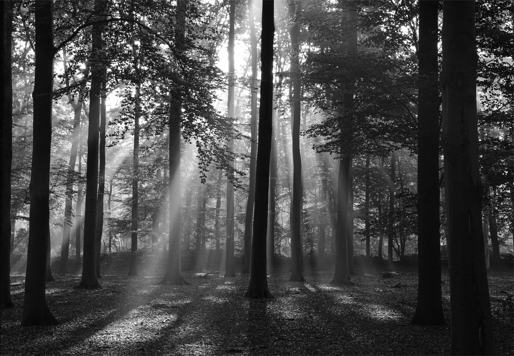 Fototapete »Forrest morning in black & white«