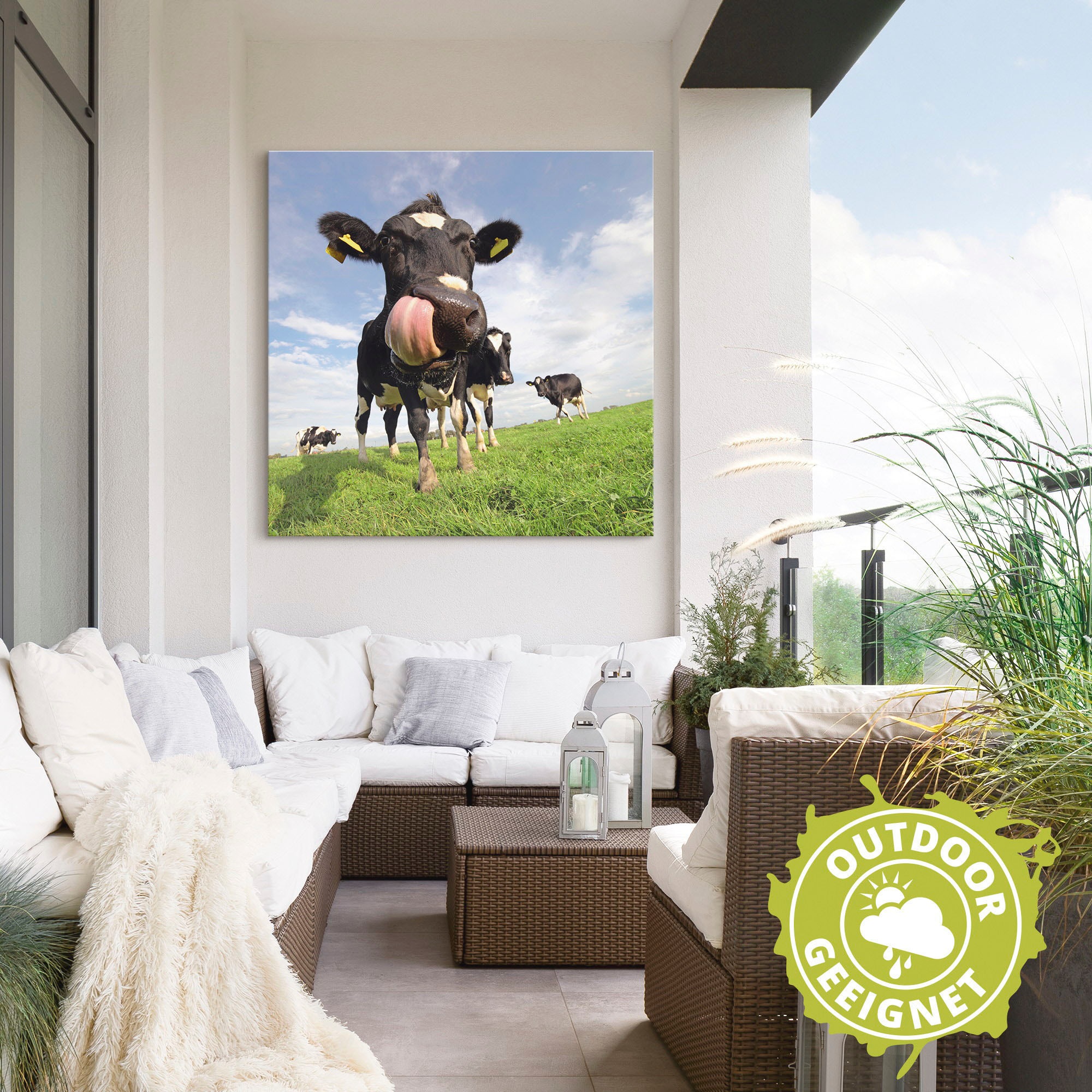 Artland Alu-Dibond-Druck »Holstein-Kuh mit gewaltiger Zunge« Haustiere 1 Stk. tlg. für Innen- und Außenbereich geeignet, Outdoorbild
