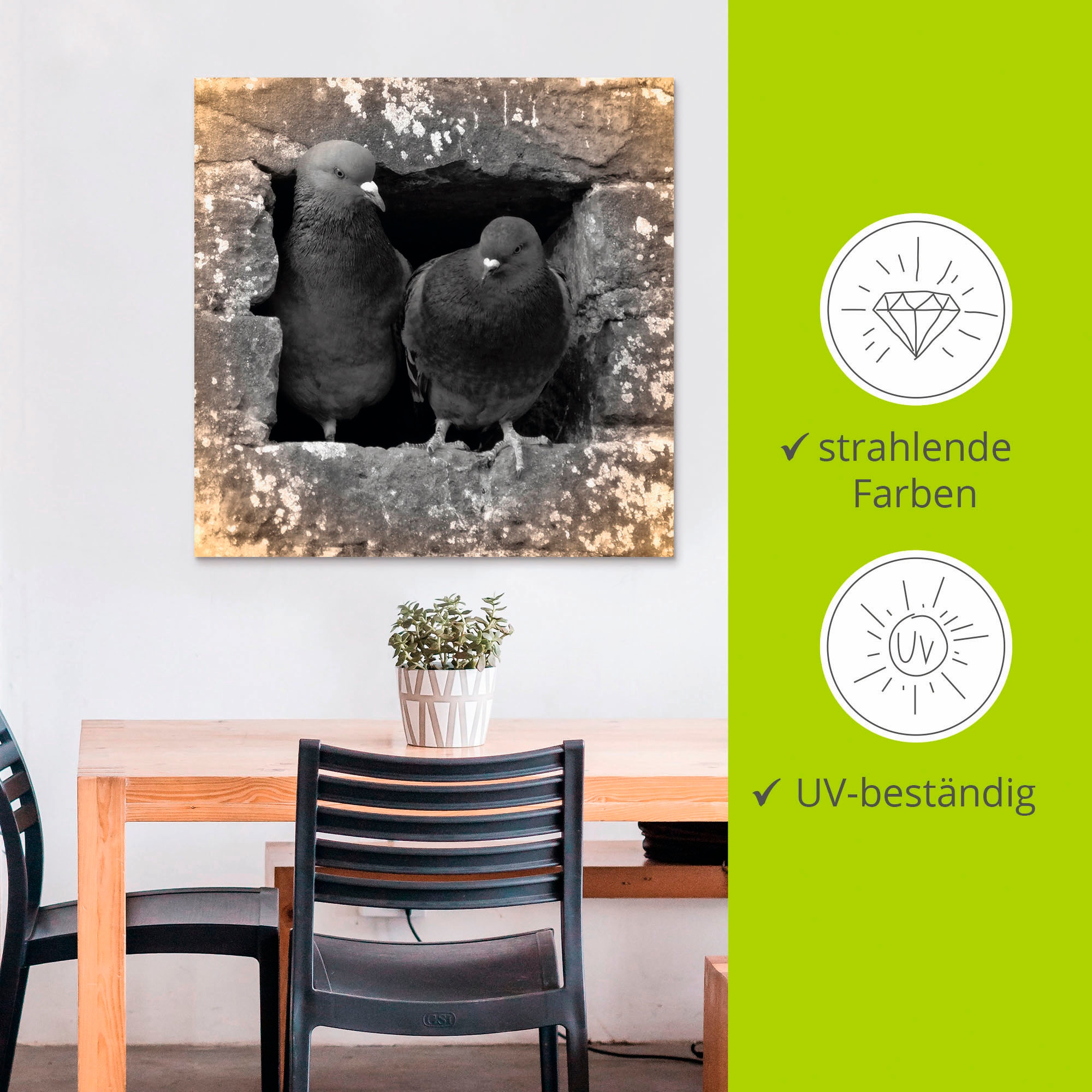 Artland Wandbild »Tauben Liebe«, Vögel, (1 St.), als Alubild, Outdoorbild, Leinwandbild, Poster in verschied. Größen