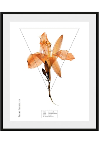 andas Bild »Pflanze Hemerocallis«, mit Rahmen kaufen