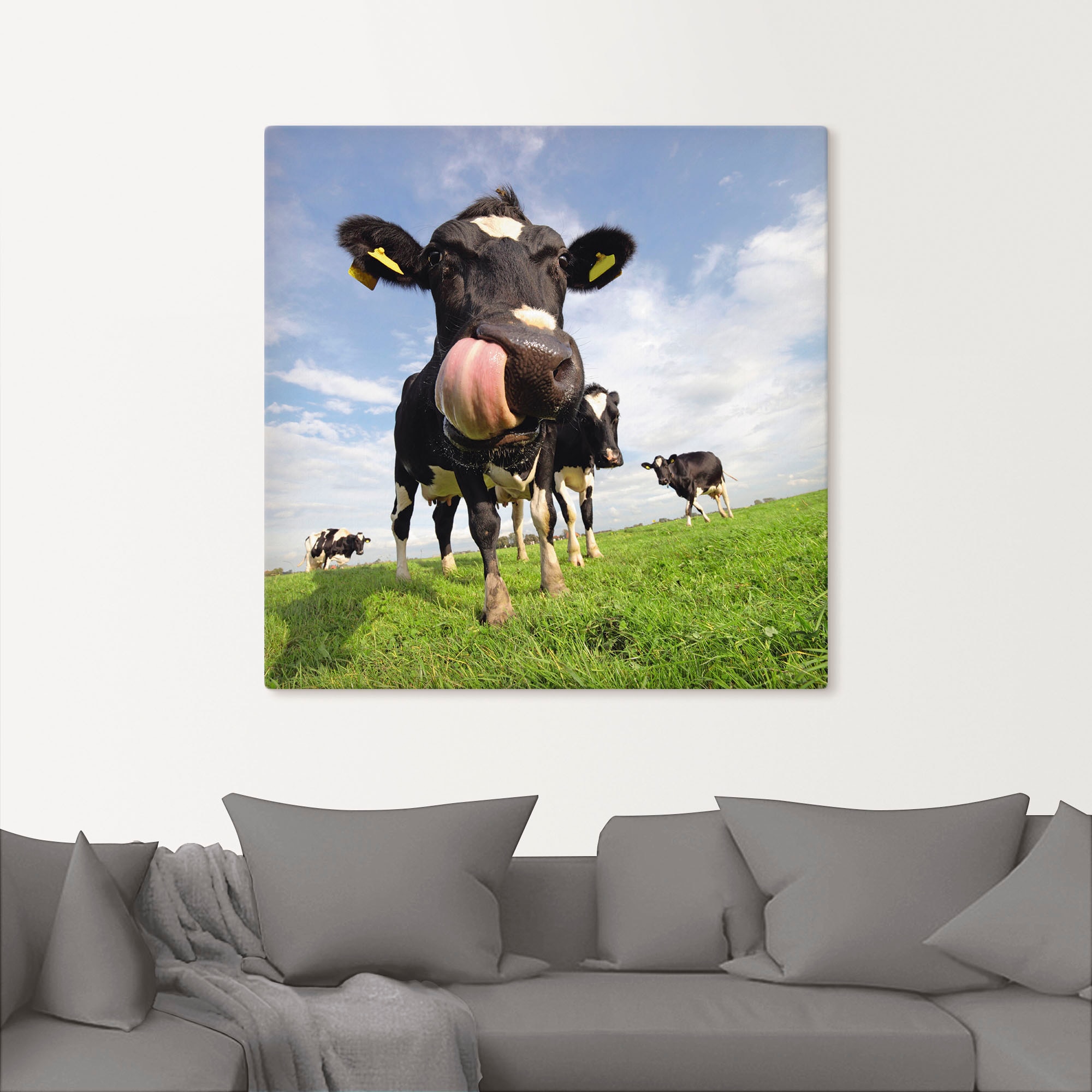 Artland Wandbild »Holstein-Kuh mit gewaltiger Zunge«, Haustiere, (1 St.) im  OTTO Online Shop