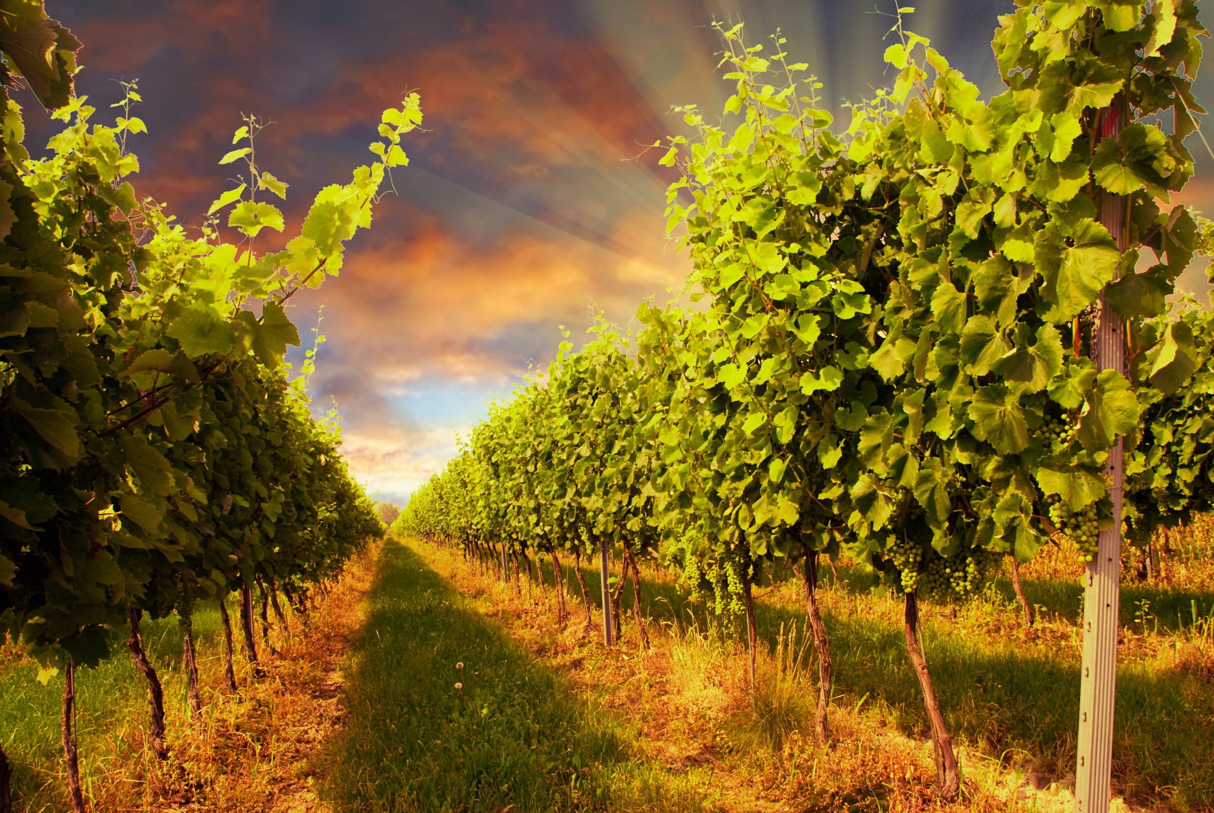 Papermoon Fototapete »Sunset Vineyard«