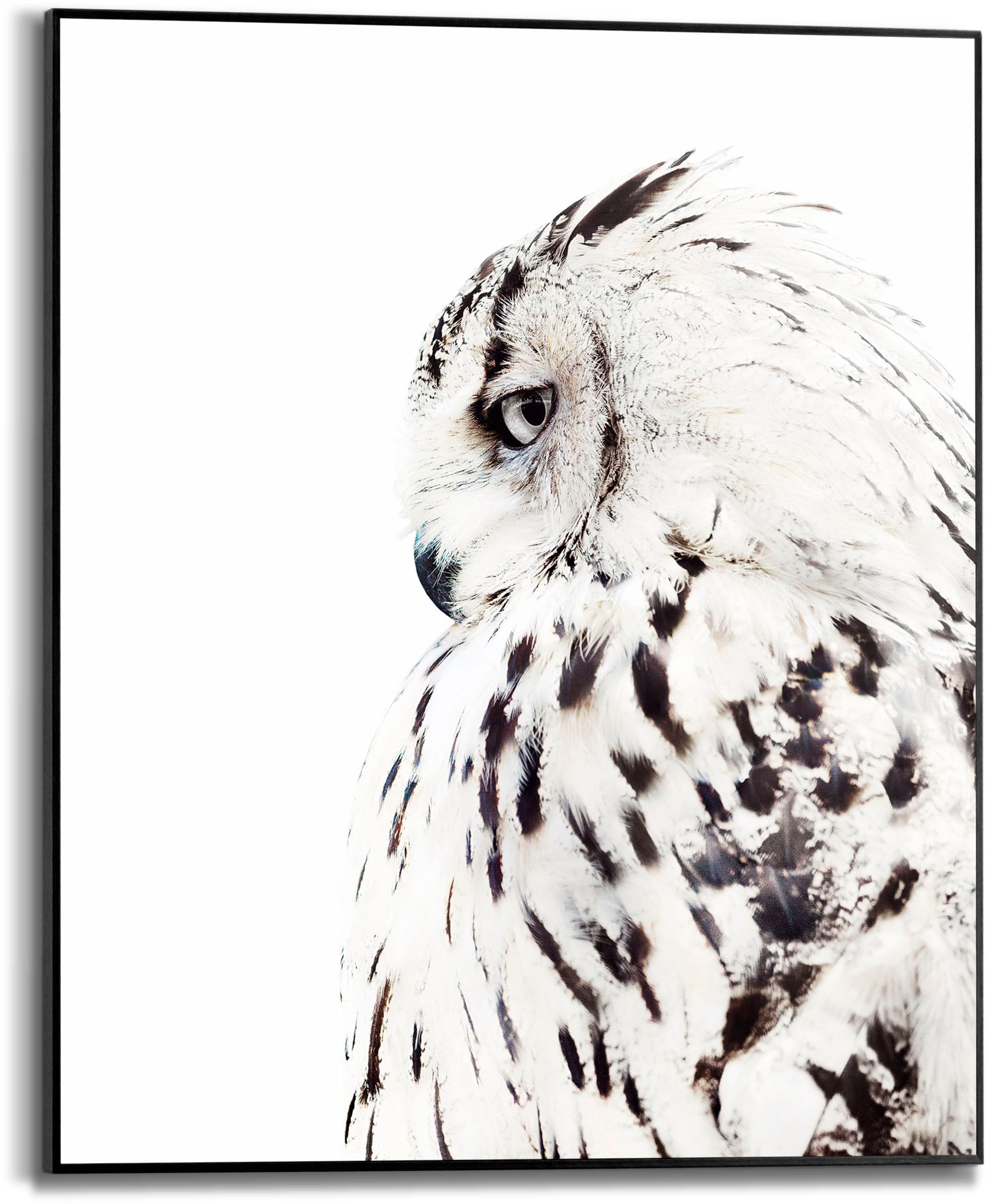 Reinders! Bild mit Rahmen »White Owl«, (1 St.)