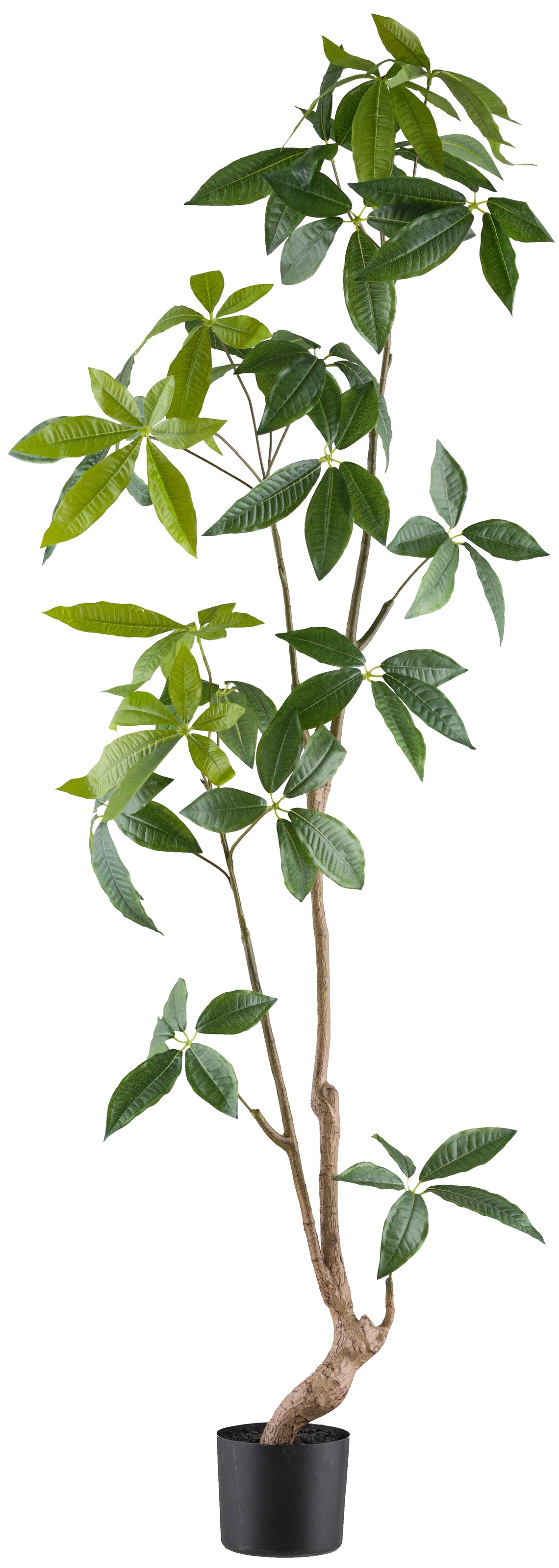 Creativ Green Kunstbaum »Aralie« mit außergewöhnlichem Stamm in grün, Größe B/H/L: 165 cm