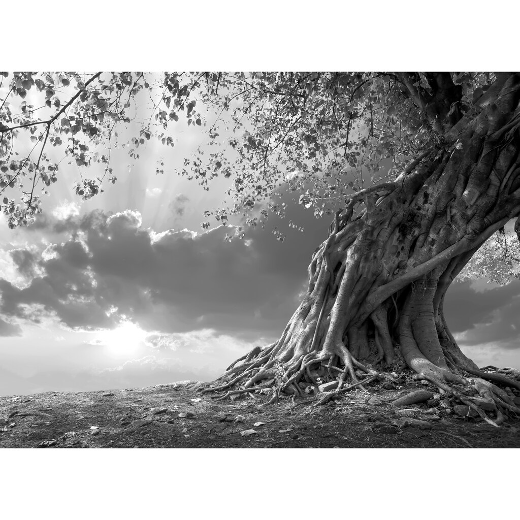 Papermoon Fototapete »Baum Schwarz & Weiß«
